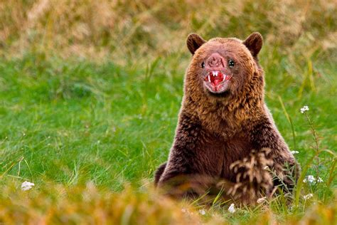 Grizzlybat Bear Brown Bear Funny Animals