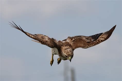 Red-Tailed Hawk Feather Meaning & Symbolism