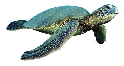 Tortuga PNG