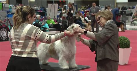 Great American Dog Show How A Best In Show Competition Is Judged Cbs