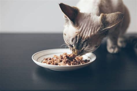 11 Best Kitten Foods With Our Most Affordable Pick 2020 Guide In 2020