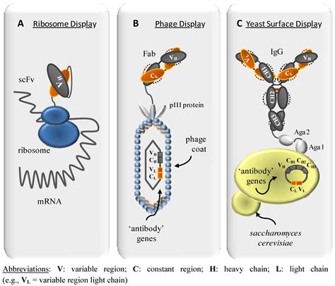 Molecules Free Full Text High Affinity Developability And Functional Size The Holy Grail