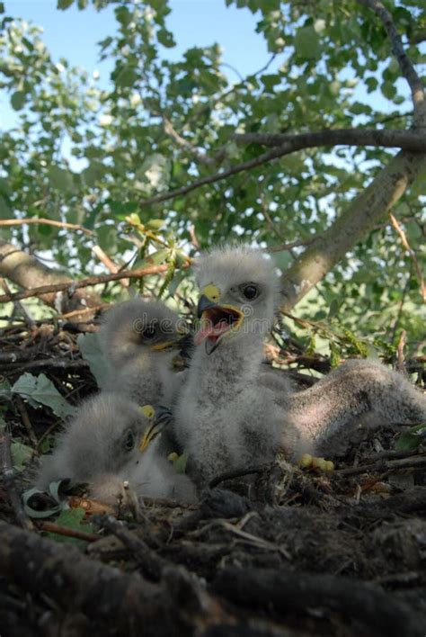 Young White-tailed Eagle Chicks in the Nest Stock Image - Image of ...