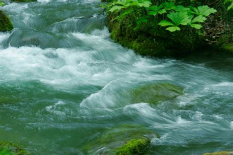 水面 清流 水が爽やかに流れイメージ 水辺の植物 画像4 フリー写真素材「花ざかりの森」