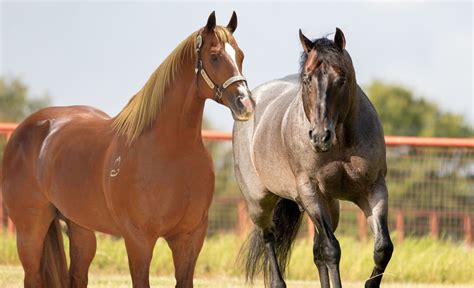 Cavalos No Brasil