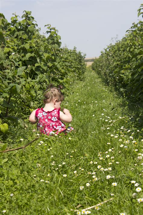 Free Images Nature Grass Plant Girl Field Lawn Meadow Flower