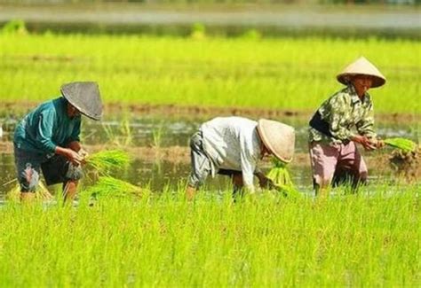 Keren Kutai Kartanegara Penghasil Petani Milenial Terbanyak Di