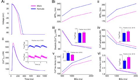 Sex Specific Biophysical Models Of Cardiac Electrophysiology And Ca 2