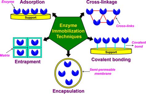 Enzyme Immobilization Techniques Download Scientific Diagram