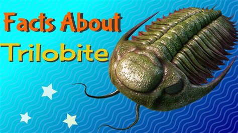 Facts About Trilobites The Prehistoric Horseshoe Crab Tutorial 2020