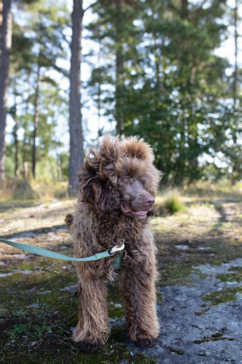 Hunden I Vardagen En Bok Om Att Leva Tillsammans Med Sin Hund I