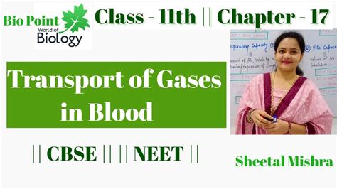 Transport Of Gases In Blood Bio Point Hamburger Phenomenon