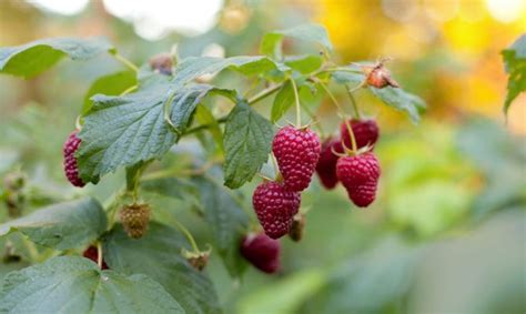 Guía para cultivar frambuesas plantación y cuidados