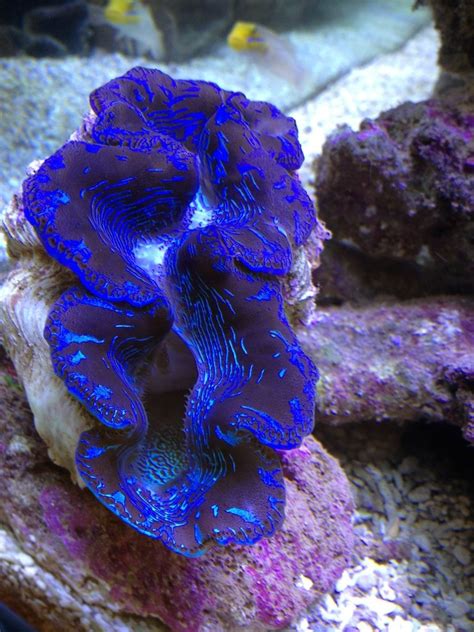 Freshwater Clams For Aquariums