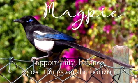 Magpie Symbolism & Meaning | Magpie Signs, Symbols & Totems