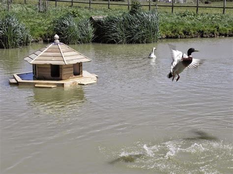 How To Make A Floating Duck House Floating Duck House And Shelter