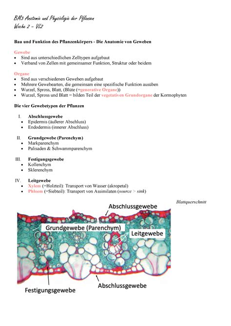 BM2 Woche 2 VL2 Sommersemester 2021 Vorlesung Zur Anatomie Und