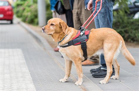 Service Dogs Aren’t Just Companions, They’re Life-Savers