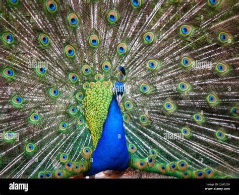 A Beautiful Male Peacock Fanning At Beacon Hill Park Victoria Bc