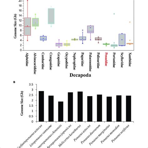 Genome Size Of Decapods And Various Penaeid Shrimp Species A