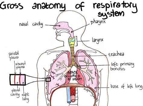 Draw A Diagram Showing Human Respiratory System Label The Following Sexiezpicz Web Porn