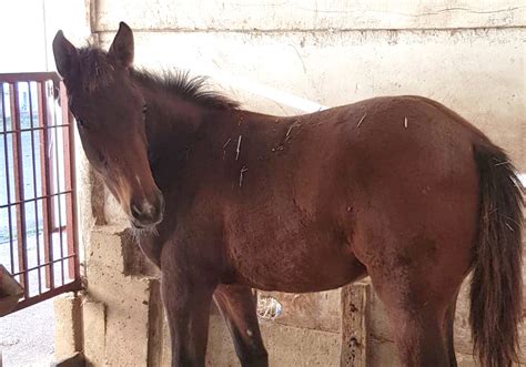 Karapus De Bouverie Elevage De La Bouverie Foal Vendre