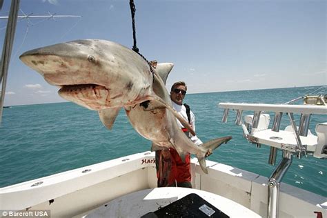 Floridas Real Shark Hunter Hes Caught Nearly 100000 Sharks And Isn