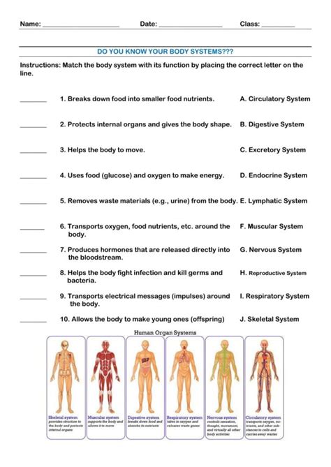 11 Organ Systems Worksheets Printable Worksheets