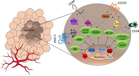 Frontiers Tumor Microenvironment Induced Tumor Cell Plasticity