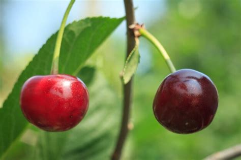 Primer plano de cerezas rojas maduras en un árbol delante de hojas