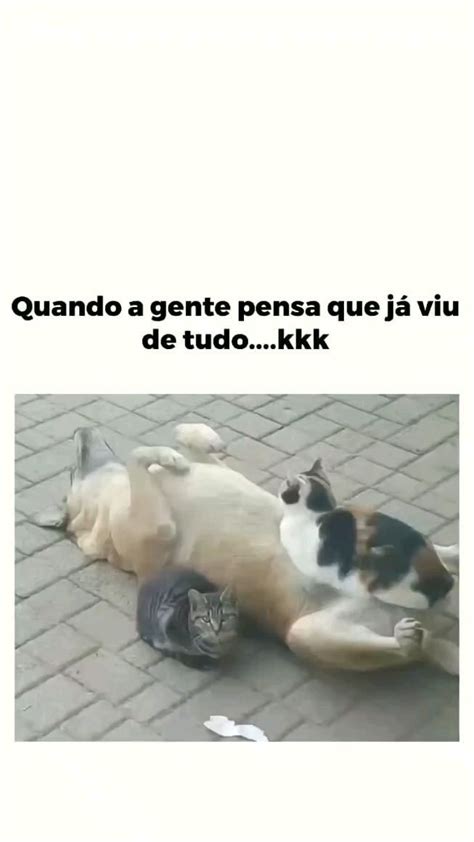 Quando A Gente Pensa Que J Viu De Tudo Kkkkkkk C Es E Gatos