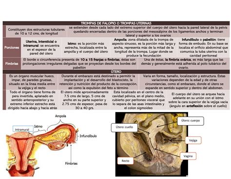 SOLUTION Aparato reproductor femenino anatomía Studypool