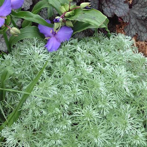 Silver Mound Wormwood Perennials Great Garden Plants