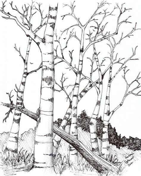 Birch Tree Drawing at GetDrawings | Free download