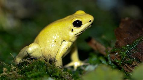 Filegolden Poison Dart Frog Phyllobates Terribilis Wikipedia