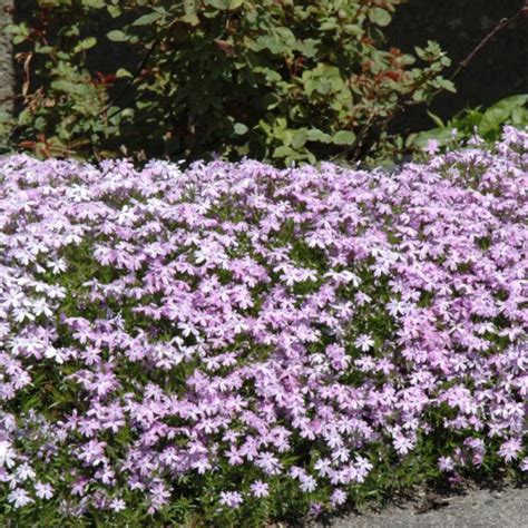 Emerald Blue Creeping Phlox Platt Hill Nursery