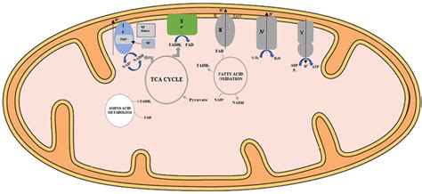 Schematic Diagram Of Flavocoenzymes In Mitochondrial Energy Metabolism