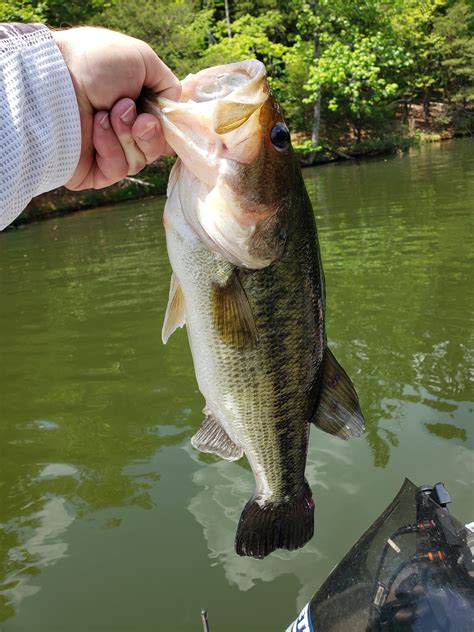 Badin Lake Rncbassfishing