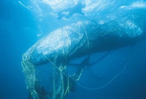 How Ghost Nets Are Killing Thousands Of Whales And Other Creatures - We ...