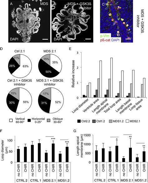 An Organoid Based Model Of Cortical Development Identifies Non Cell