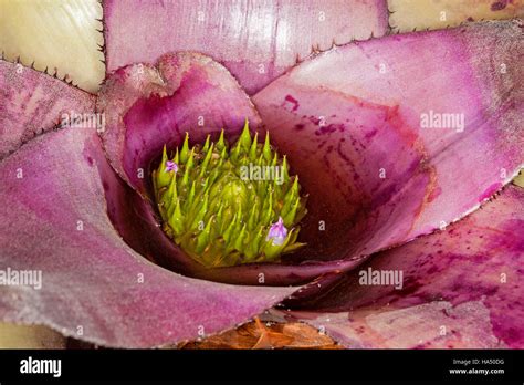 Large Neoregelia Bromeliad With Vivid Purple Spiny Leaves And Green Buds And Mauve Flowers Submerged