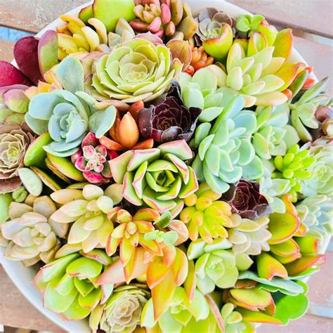 Rosette Succulent - Etsy