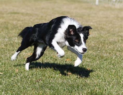 Personality Traits of Border Collie and German Shepherd Mix Breed - Pet ...