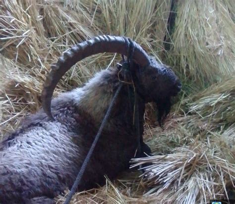 Himalayan Ibex (wild goat) captured alive in Ganderbal village