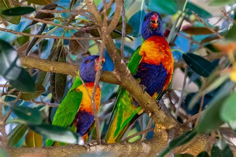 Perth Western Australia Birds - Australia's Wonderful Birds