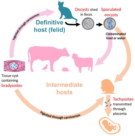 Toxoplasma Gondii Life Cycle Animation