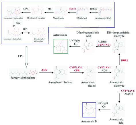 Biosynthetic Pathway Of Artemisinin The Mevalonic Acid MVA Pathway