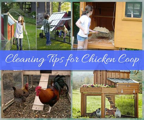 How To Clean And Disinfect A Chicken Coop Top Tips Automatic