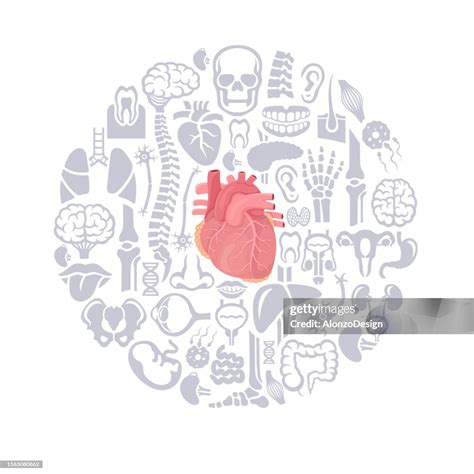 Human Heart Design Vector High Res Vector Graphic Getty Images