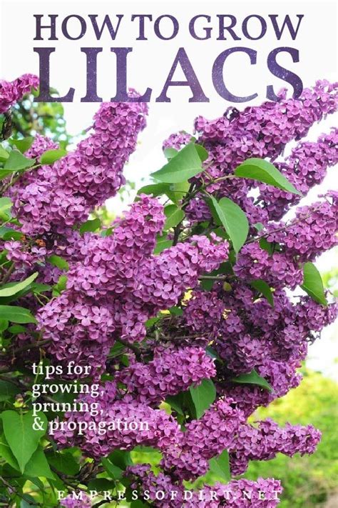 How To Grow Lilacs Best Care Tips Empress Of Dirt Lilac Plant